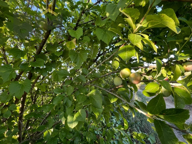 Terreno Agricola ou Rústico para Venda em Freixial e Juncal do Campo Foto 13