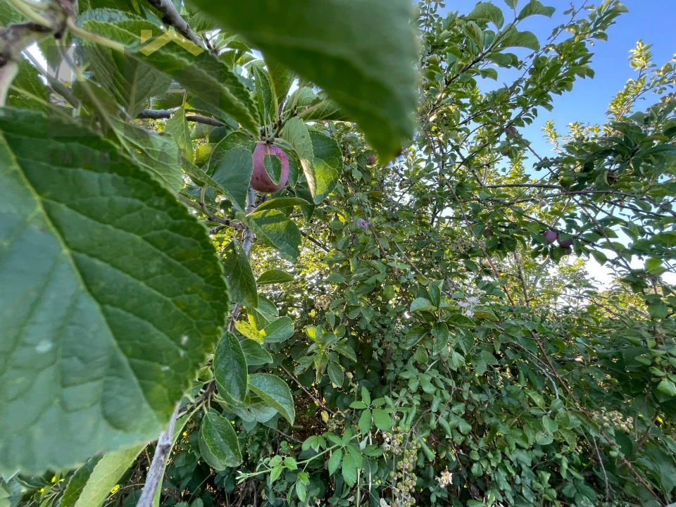 Terreno Agricola ou Rústico para Venda em Freixial e Juncal do Campo Foto 10