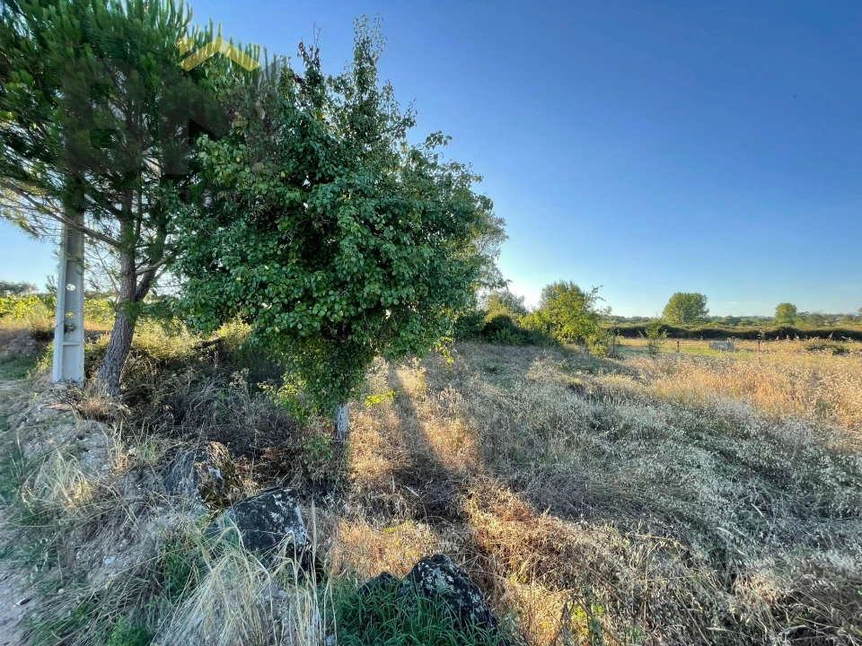Terreno Agricola ou Rústico para Venda em Freixial e Juncal do Campo Foto 5