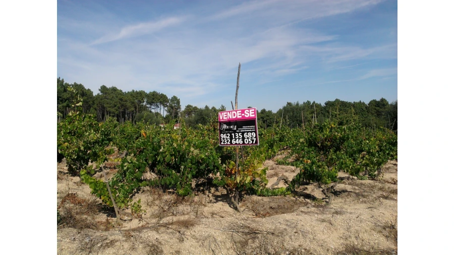Terreno para Venda em Sezures Foto 5