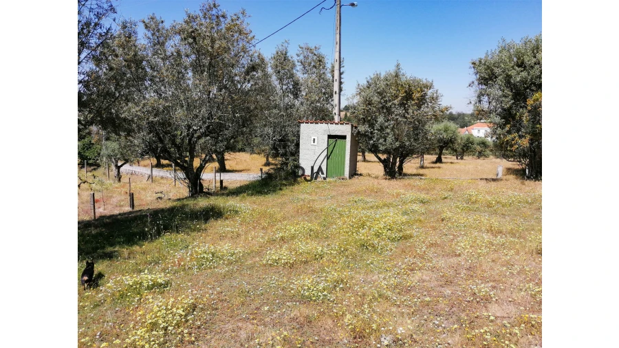 Terreno Agricola ou Rústico para Venda em Santiago de Cassurrães e Póvoa de Cervães Foto 1
