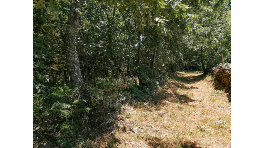 Terreno para Venda em Quintela de Azurara Foto 6