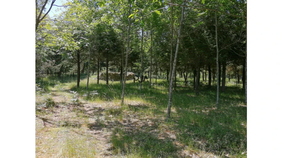 Terreno para Venda em Quintela de Azurara Foto 5