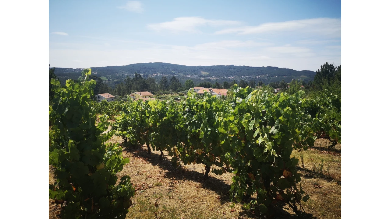 Quinta T0 para Venda em Sezures Foto 31