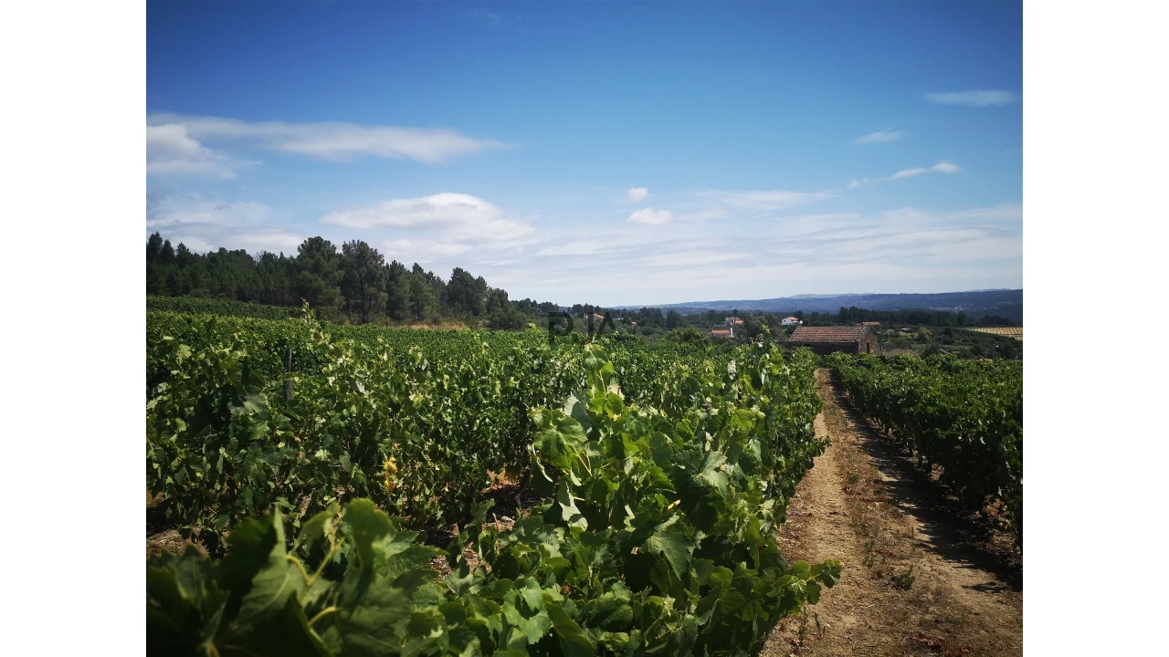 Quinta T0 para Venda em Sezures Foto 29