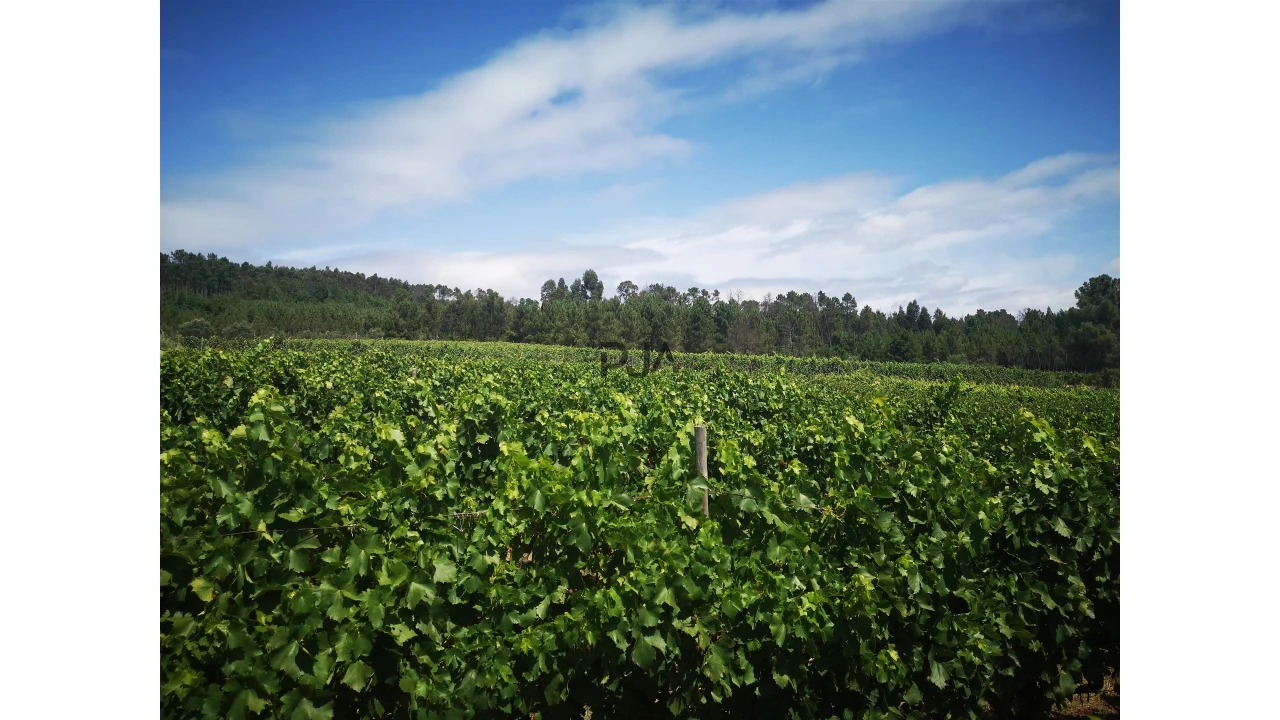 Quinta T0 para Venda em Sezures Foto 13