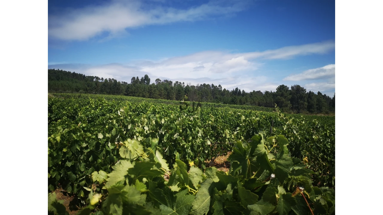 Quinta T0 para Venda em Sezures Foto 7