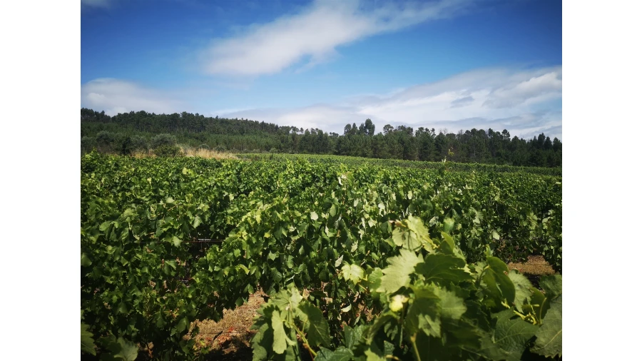 Quinta T0 para Venda em Sezures Foto 30