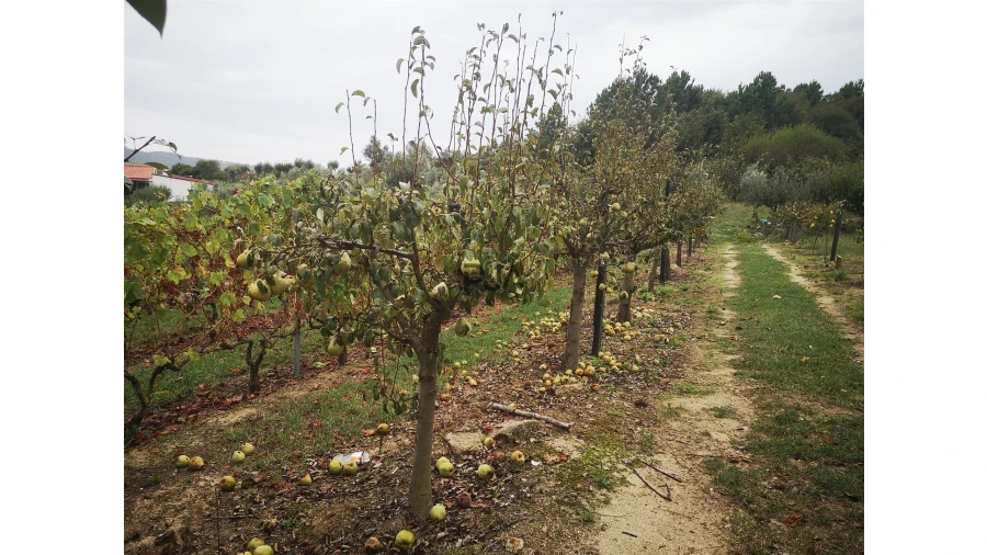 Quinta T0 para Venda em Sezures Foto 38
