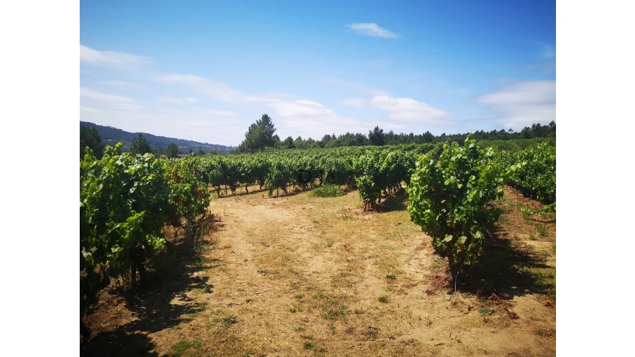 Quinta T0 para Venda em Sezures Foto 14