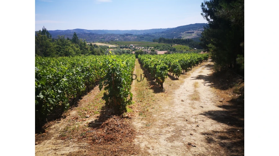 Quinta T0 para Venda em Sezures Foto 2