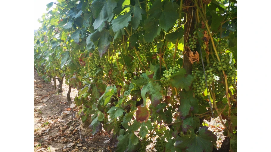 Quinta T0 para Venda em Sezures Foto 24