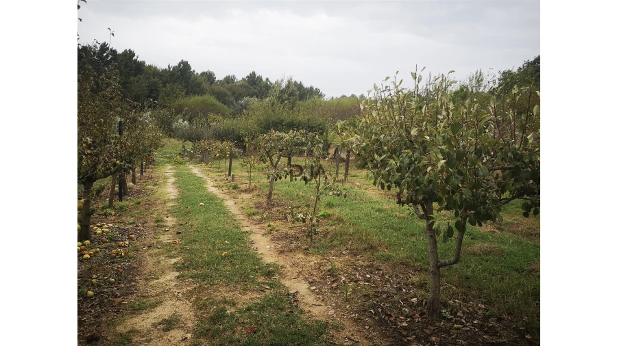Quinta T0 para Venda em Sezures Foto 39