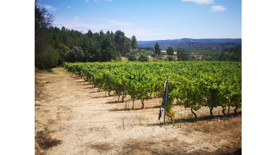 Quinta T0 para Venda em Sezures Foto 26