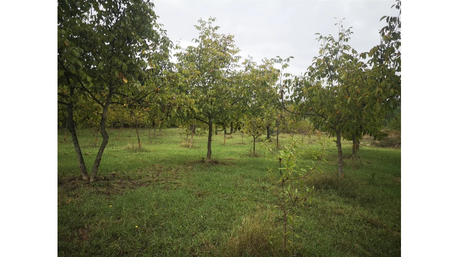 Quinta T0 para Venda em Sezures Foto 40