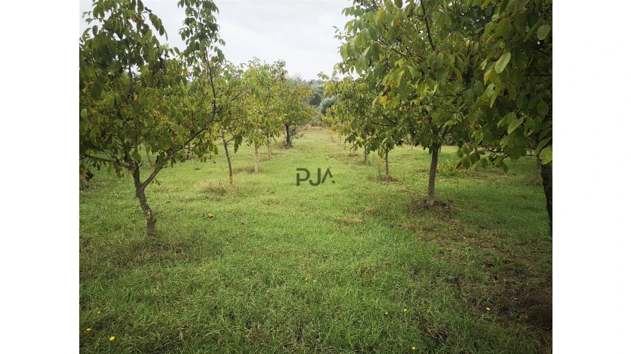 Quinta T0 para Venda em Sezures Foto 41