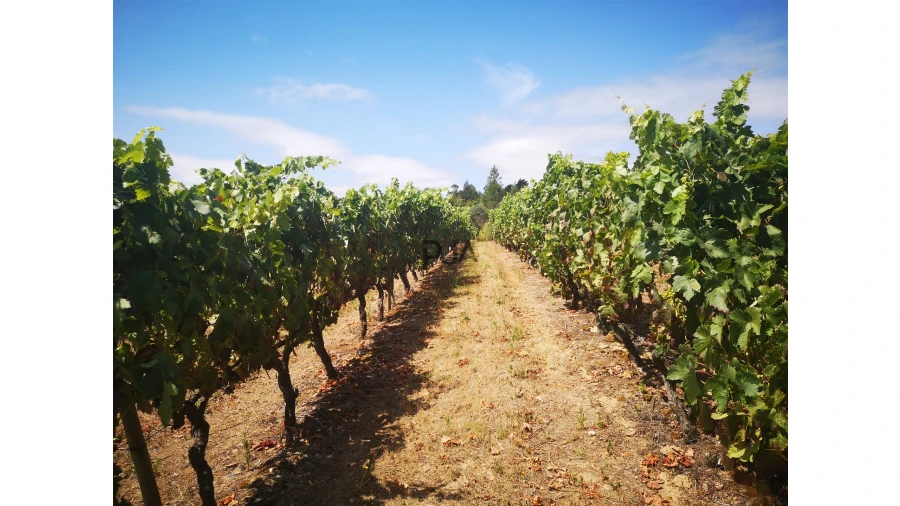 Quinta T0 para Venda em Sezures Foto 19