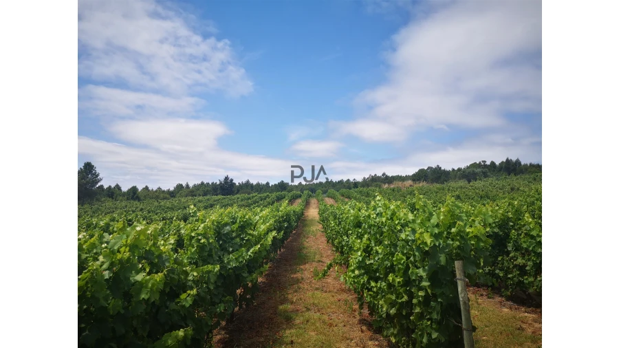 Quinta T0 para Venda em Sezures Foto 28