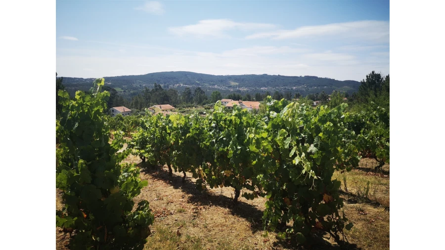 Quinta T0 para Venda em Sezures Foto 6