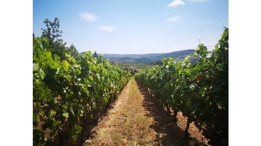 Quinta T0 para Venda em Sezures Foto 25