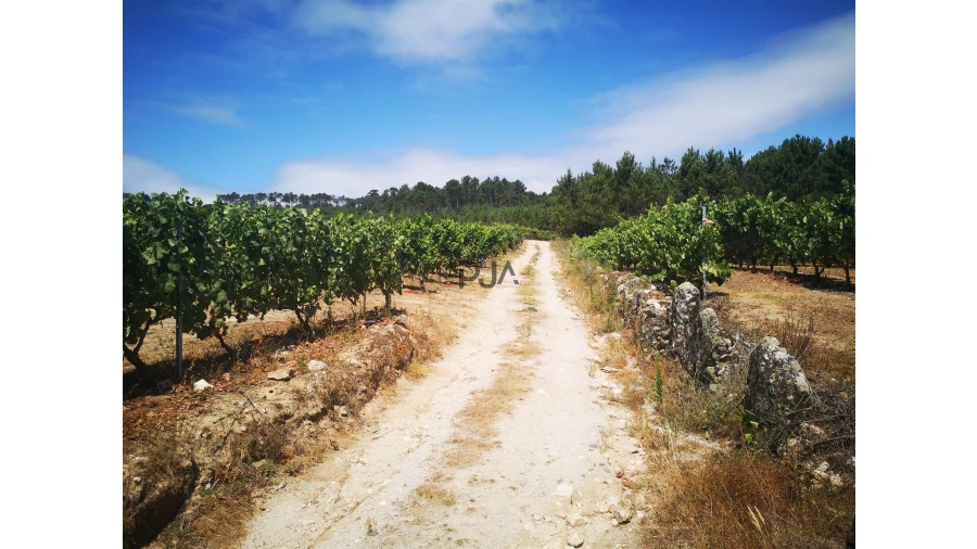 Quinta T0 para Venda em Sezures Foto 15