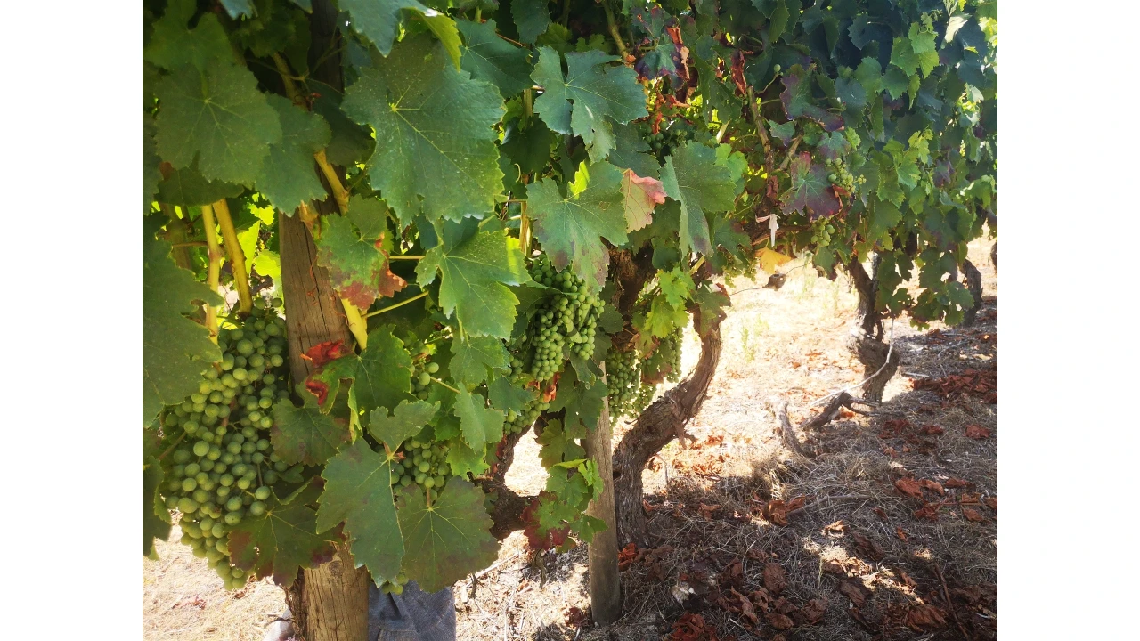 Quinta T0 para Venda em Sezures Foto 16