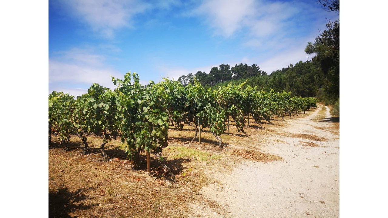 Quinta T0 para Venda em Sezures Foto 20