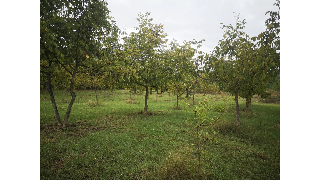 Quinta T0 para Venda em Sezures Foto 40