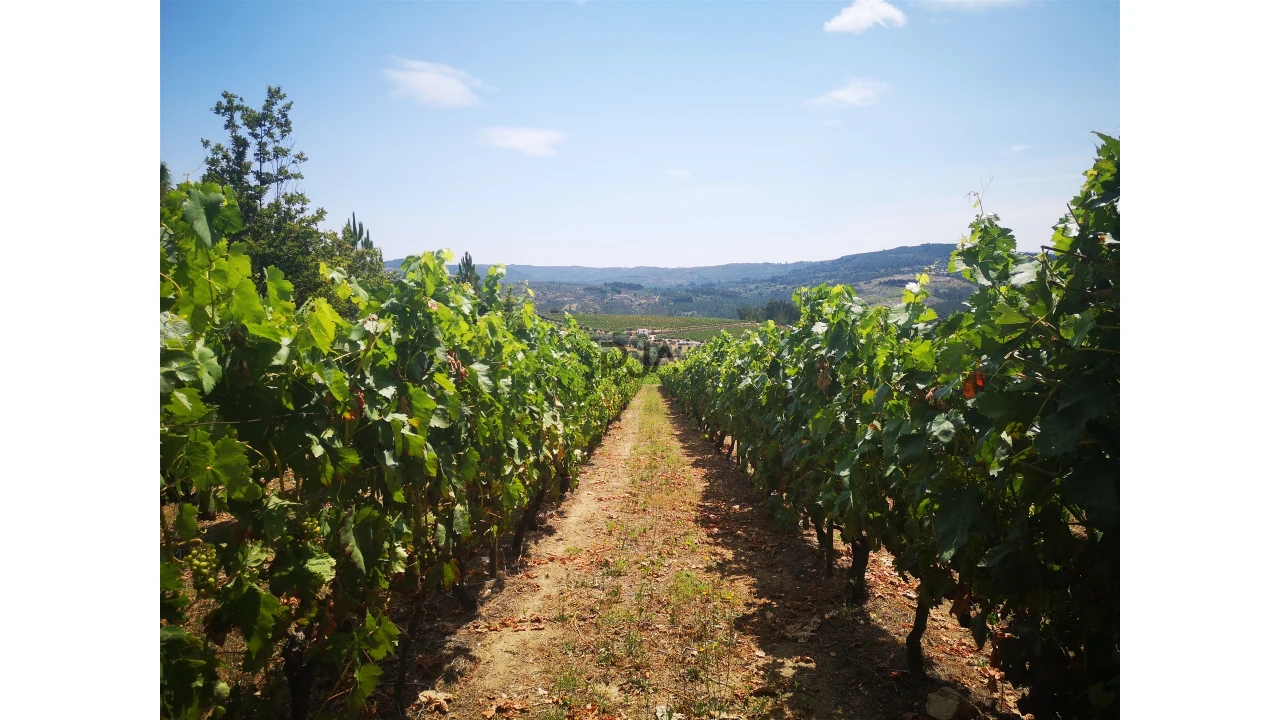 Quinta T0 para Venda em Sezures Foto 25