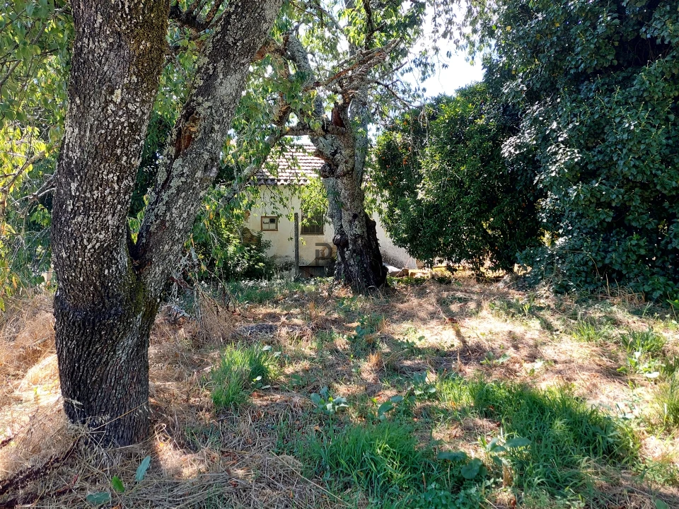Quinta T4 para Venda em Rio de Moinhos Foto 14