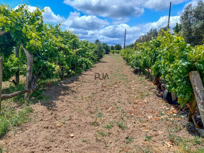 Moradia T5 para Venda em Insua Foto 16