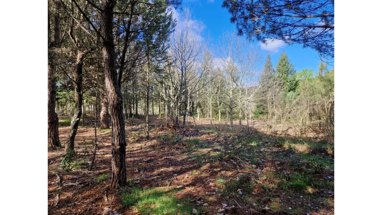 Quinta T0 para Venda em Infias Foto 8