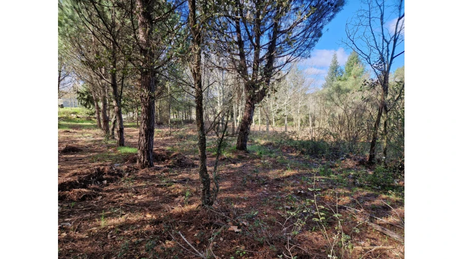 Quinta T0 para Venda em Infias Foto 5