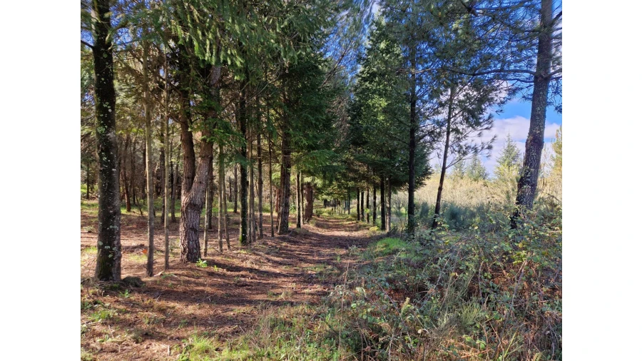 Quinta T0 para Venda em Infias Foto 6