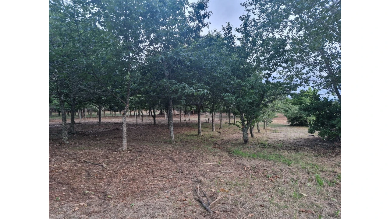 Quinta T0 para Venda em Infias Foto 3