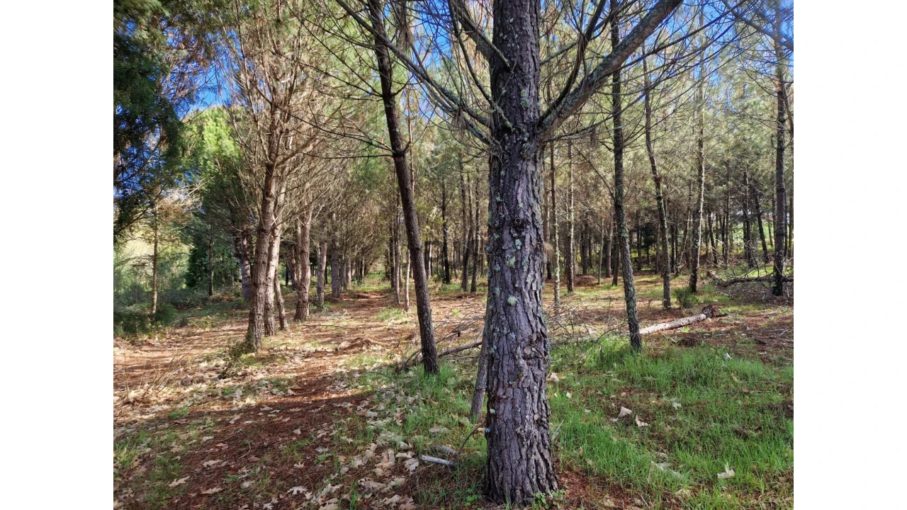 Quinta T0 para Venda em Infias Foto 10