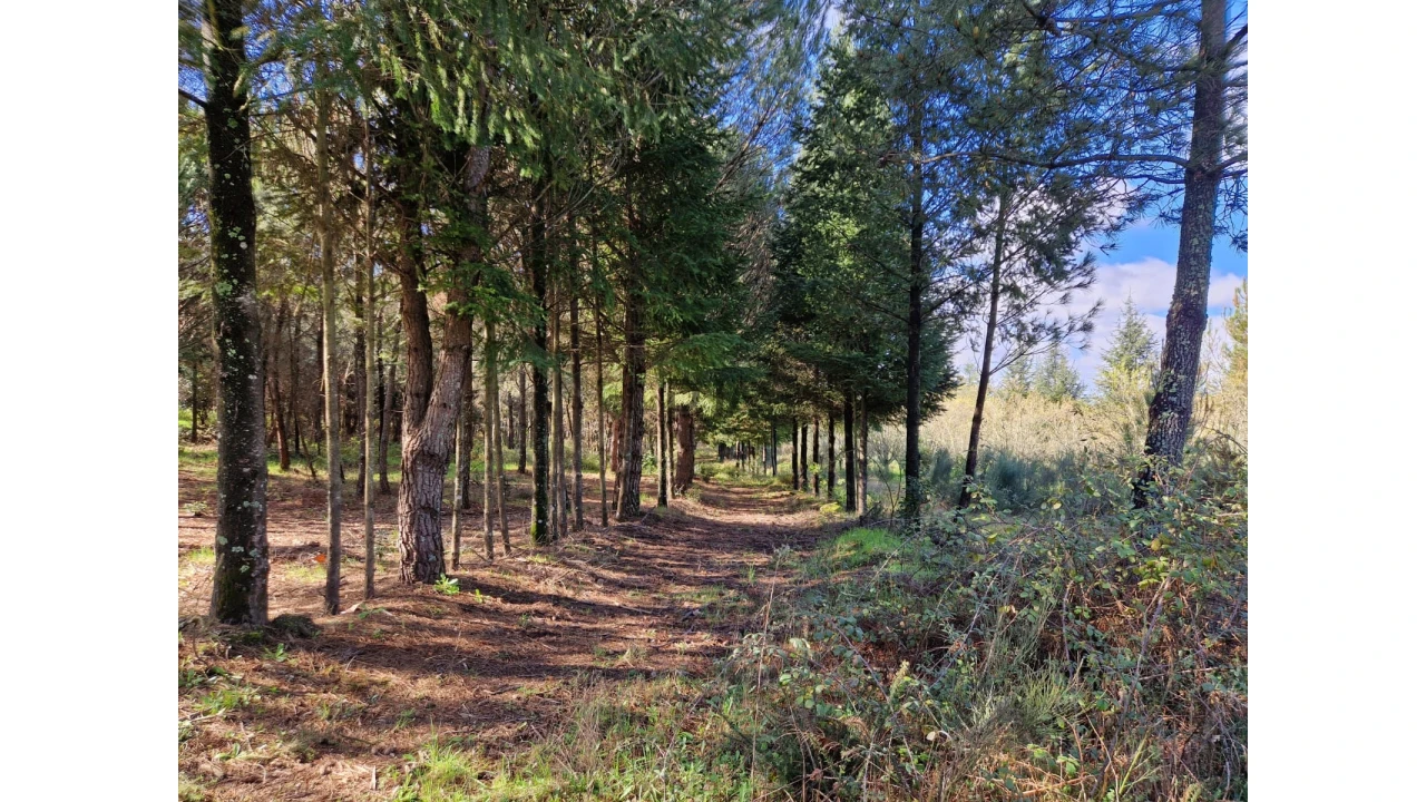 Quinta T0 para Venda em Infias Foto 6