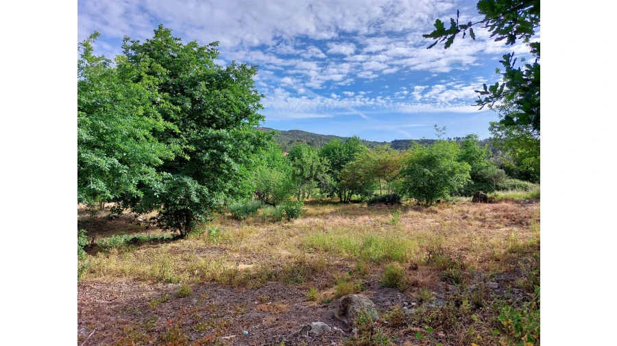 Terreno para Venda em Fornos de Maceira Dão Foto 6