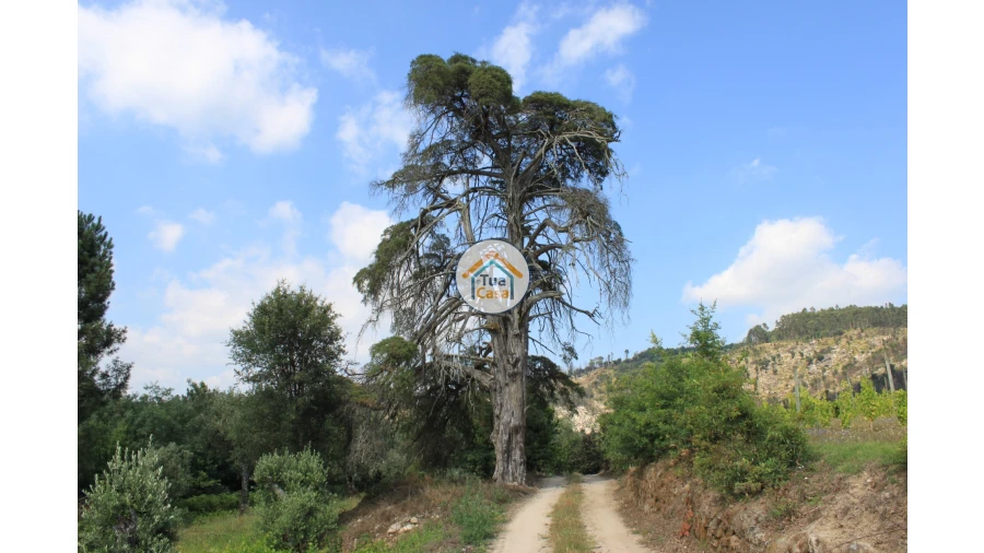 Quinta T5 para Venda em Silgueiros Foto 25