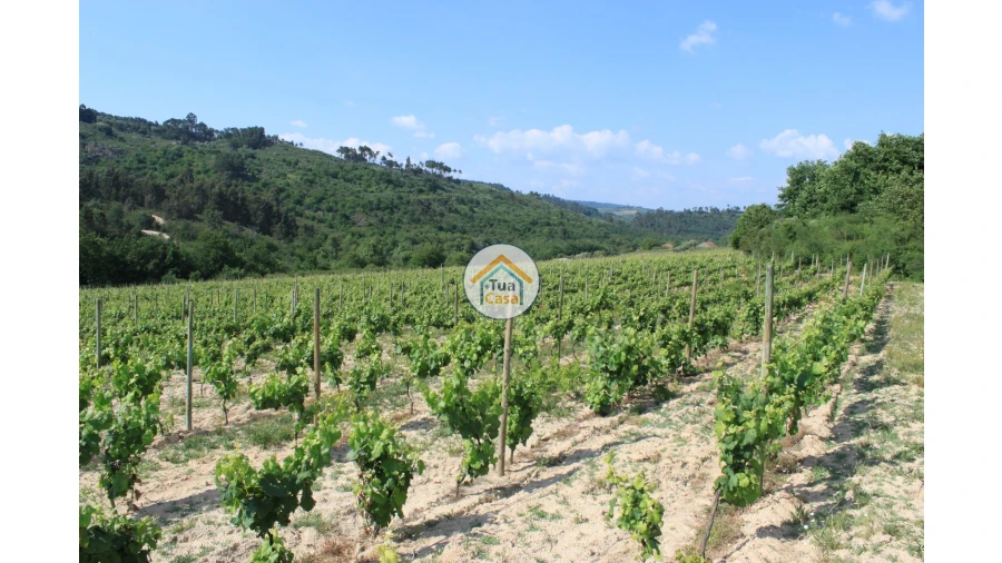 Quinta T5 para Venda em Silgueiros Foto 12