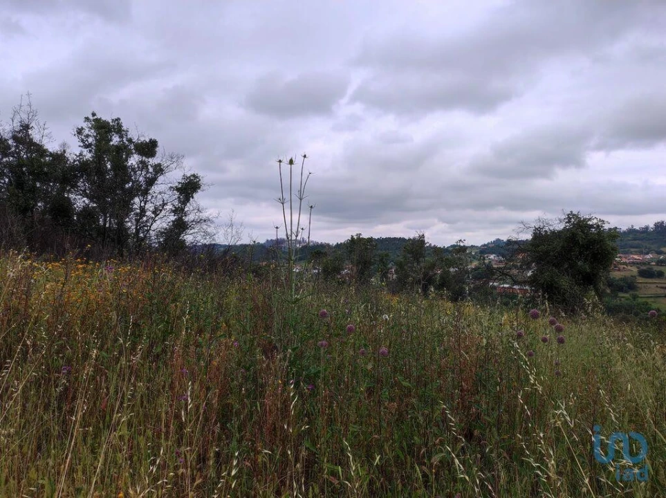 Terreno para Venda em Colmeias e Memória Foto 14