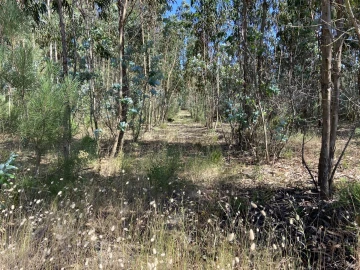 Terreno para Venda em Amor