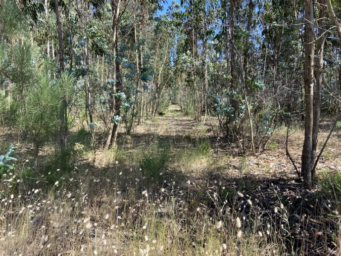 Terreno para Venda em Amor Foto 3