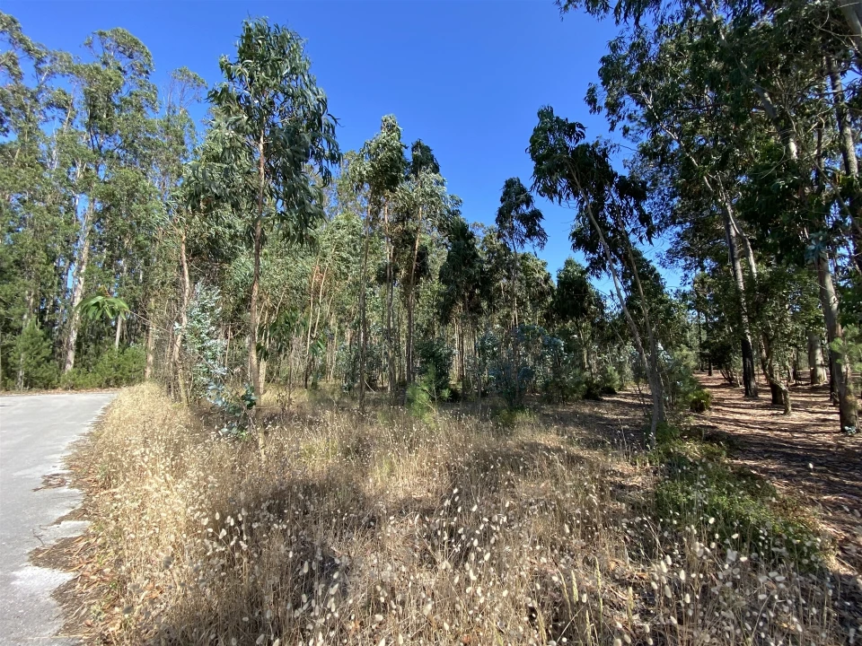 Terreno para Venda em Amor Foto 2