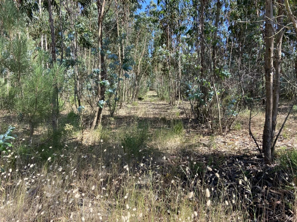 Terreno para Venda em Amor Foto 3