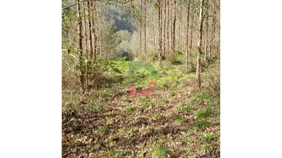 Terreno para Venda em Travanca Foto 16
