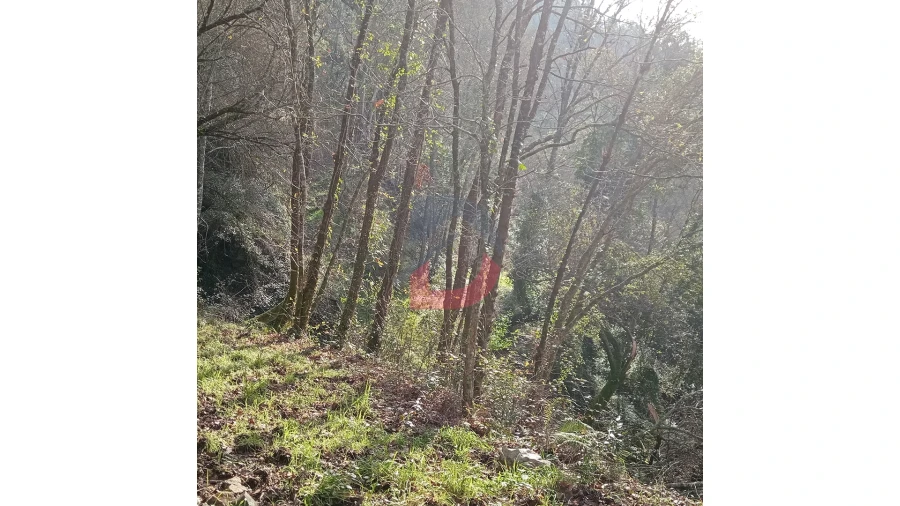 Terreno para Venda em Travanca Foto 15