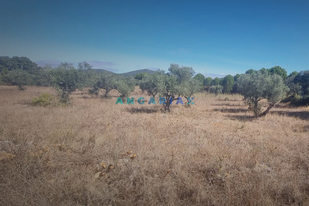 Terreno para Venda em Alcanena e Vila Moreira Foto 3