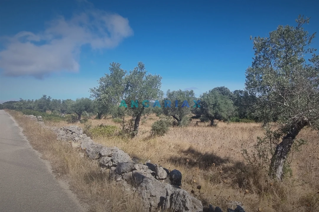 Terreno para Venda em Alcanena e Vila Moreira Foto 5