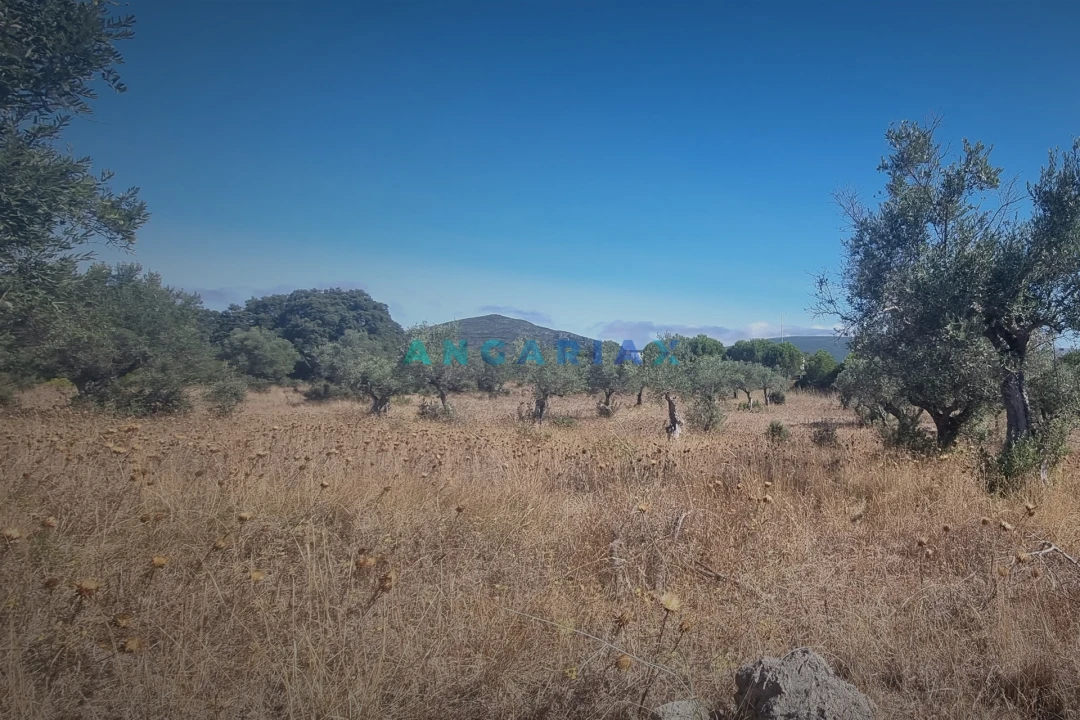 Terreno para Venda em Alcanena e Vila Moreira Foto 1